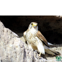 گونه دلیجه Common Kestrel